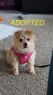 Read more about the article Cairn Terrier Available for Adoption!