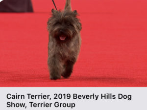 Read more about the article Highlights of the 2019 Kennel Club of Beverly Hills on NBC