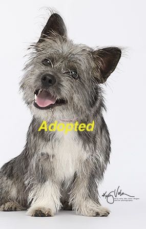You are currently viewing Cairn Terrier Available for Adoption!