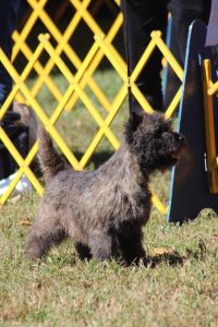 Read more about the article 2019 Montgomery, Hatboro, & Devon Dog Show Photos
