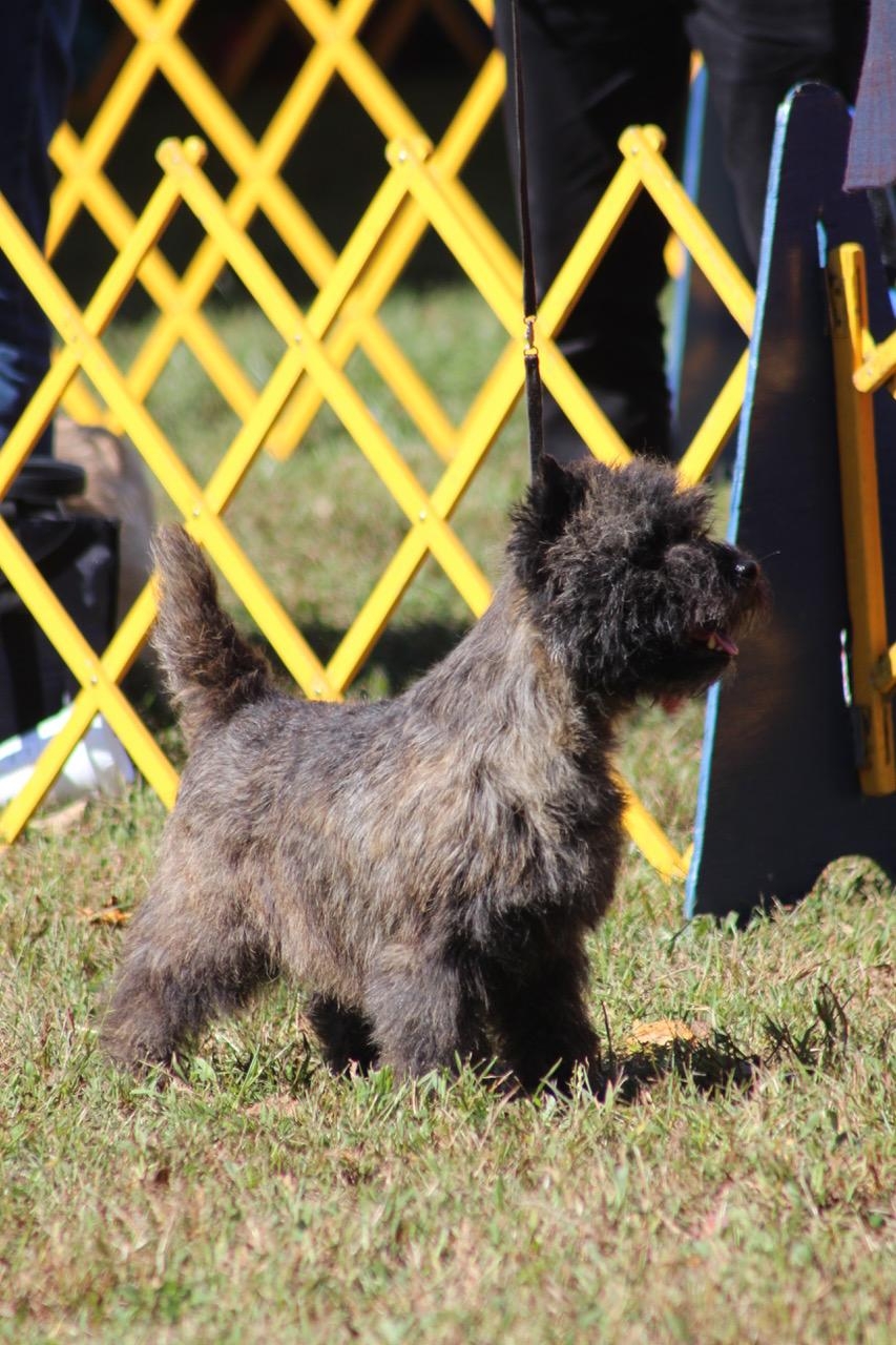 You are currently viewing 2019 Montgomery, Hatboro, & Devon Dog Show Photos
