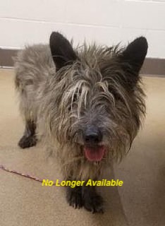 Read more about the article Cairn Terrier Available for Adoption!