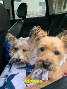 Read more about the article Cairn Terrier’s Available for Adoption!